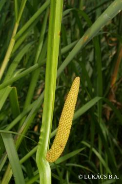 Acorus calamus L. 2.Kép