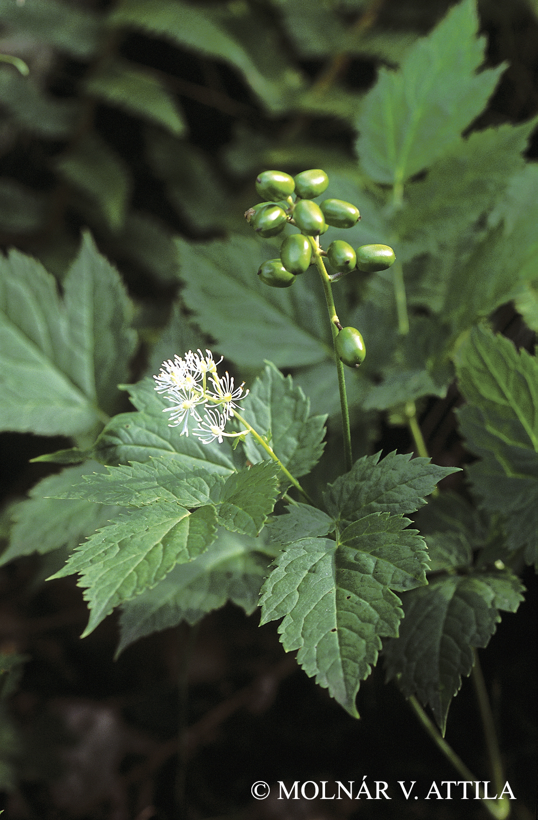 Actaea spicata L.