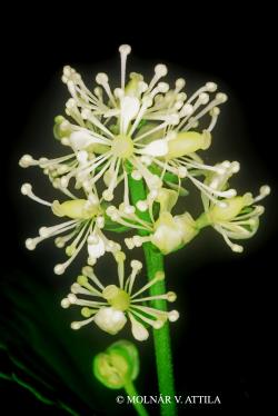 Actaea spicata L. 2.Kép