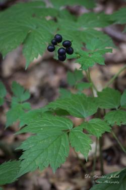 Actaea spicata L. 3.Kép