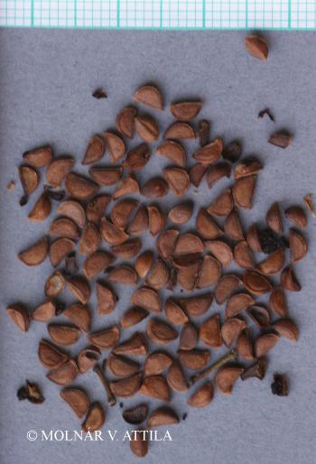 Actaea spicata L. 4.Kép