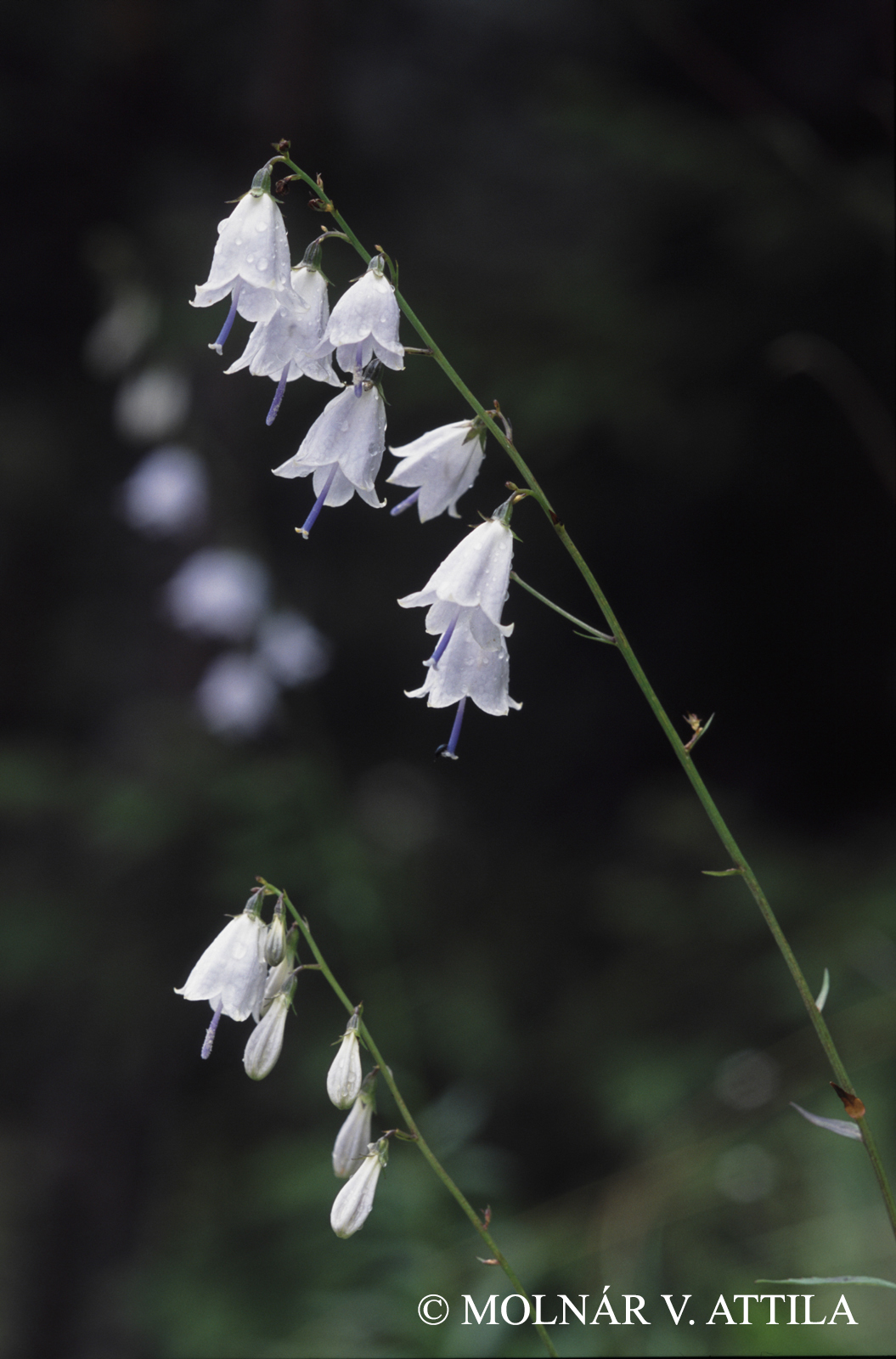 Adenophora liliifolia (L.) Ledeb. ex A. DC.