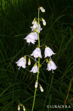 Adenophora liliifolia (L.) Ledeb. ex A. DC. 2.Image