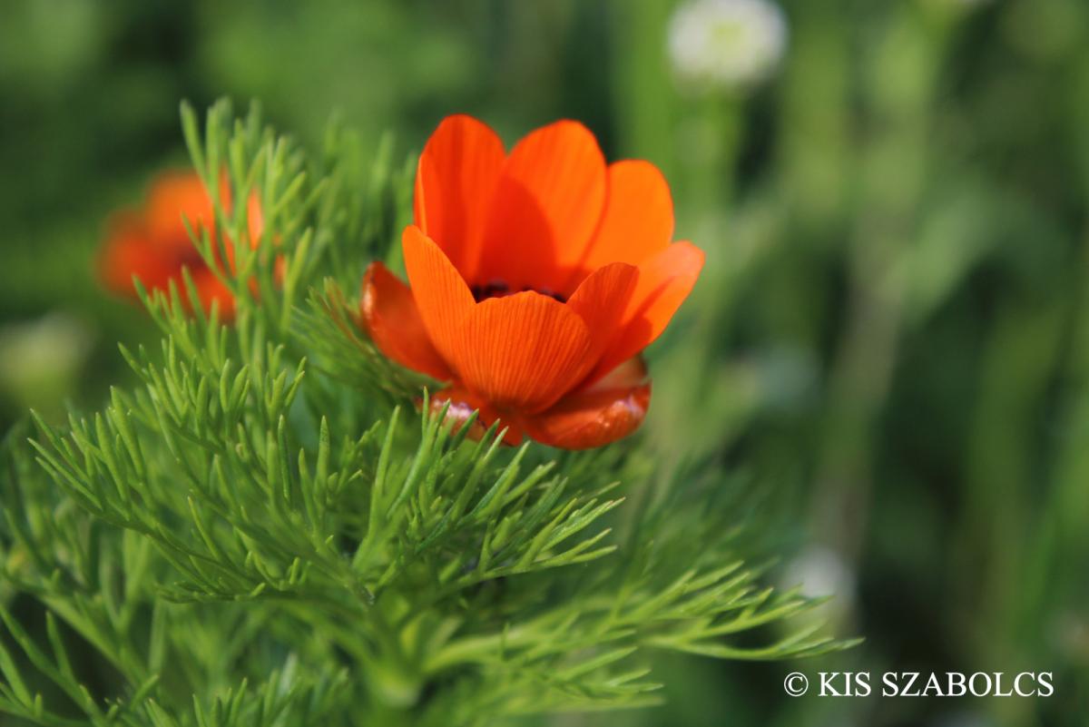 Adonis aestivalis L.