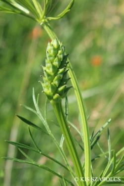 Adonis aestivalis L. 3.Image