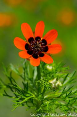 Adonis aestivalis L. 4.Image