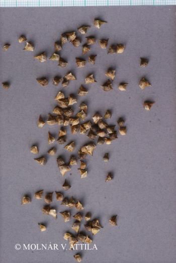 Adonis aestivalis L. 5.Image