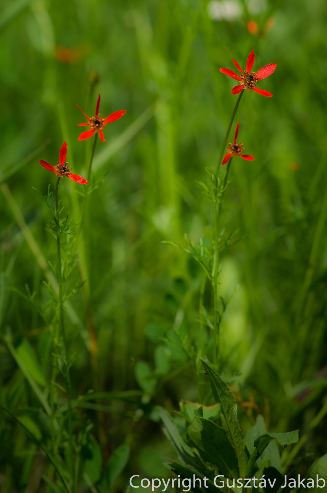 Adonis flammea Jacq.