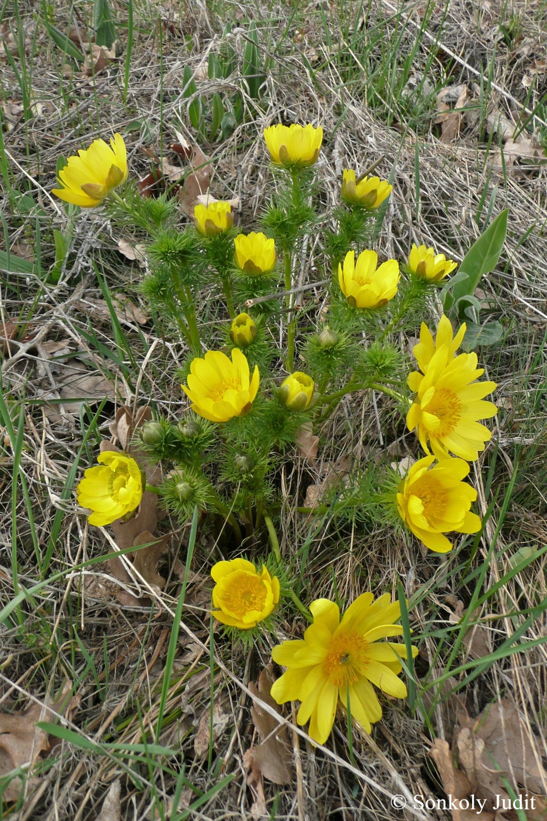 Adonis vernalis L.