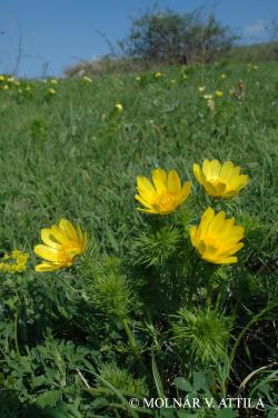 Adonis vernalis L. 2.Image