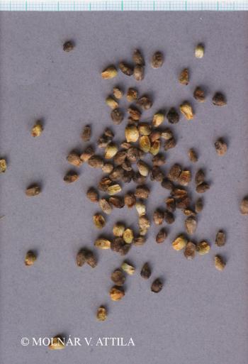 Adonis vernalis L. 3.Image