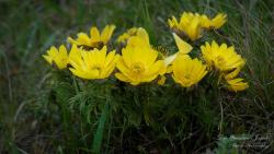 Adonis volgensis Steven in DC. 2.Image