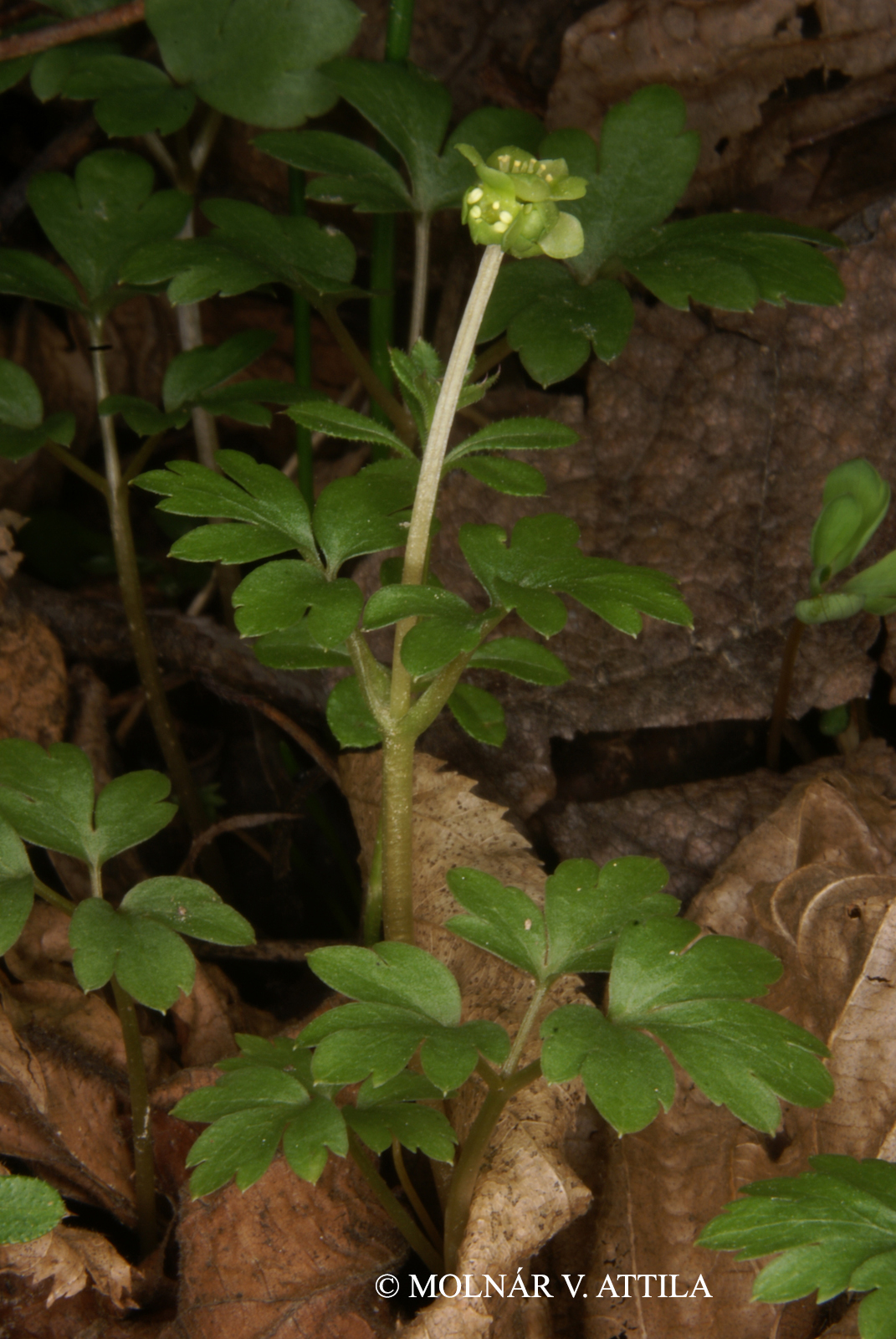 Adoxa moschatellina L.
