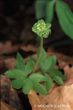Adoxa moschatellina L. 2.Kép