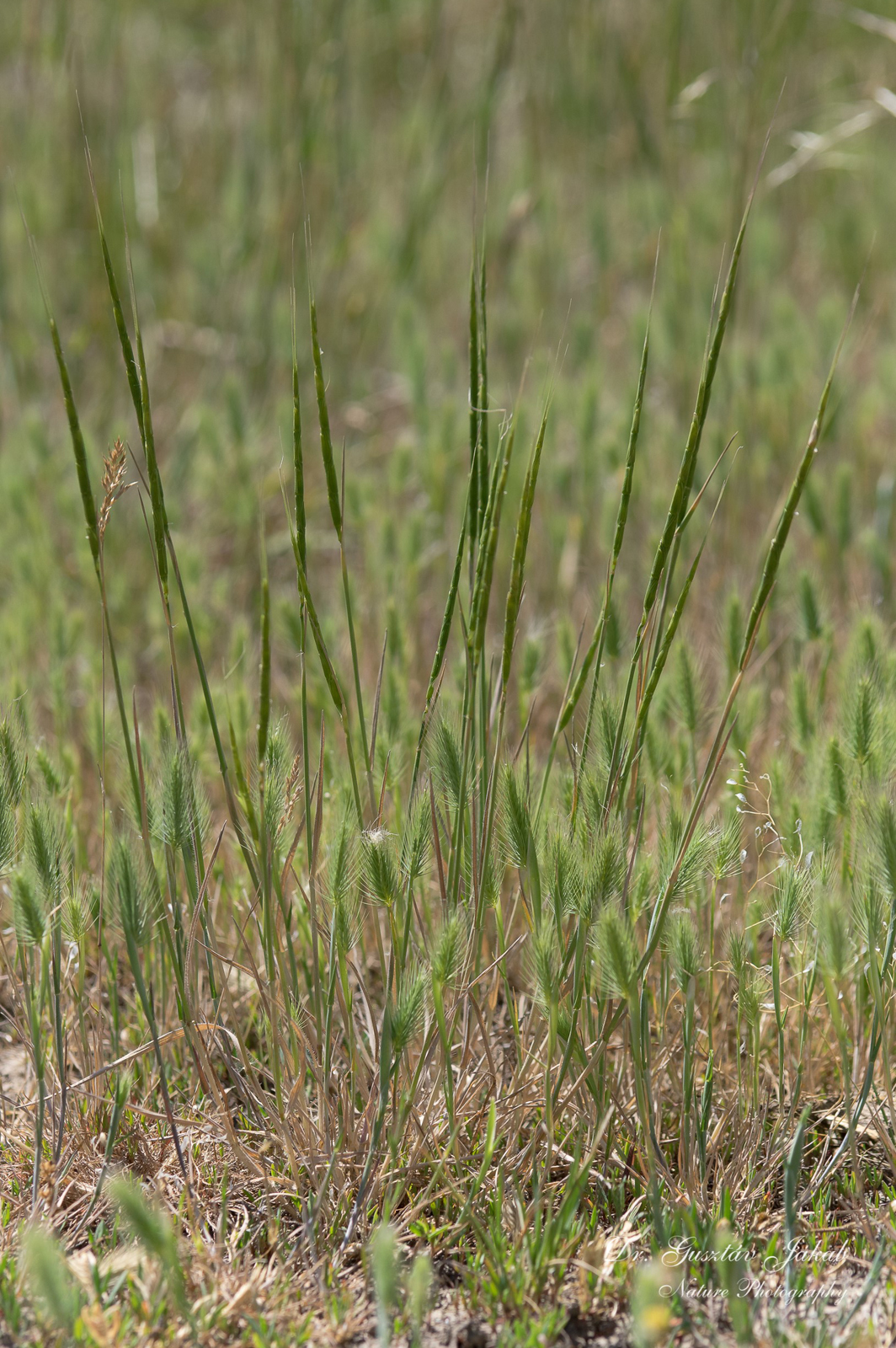 Aegilops cylindrica Host