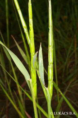 Aegilops cylindrica Host 2.Kép