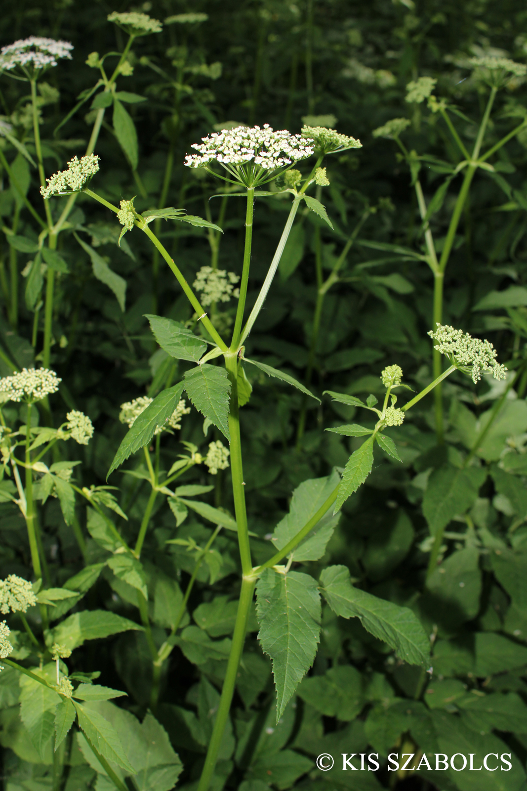 Aegopodium podagraria L.