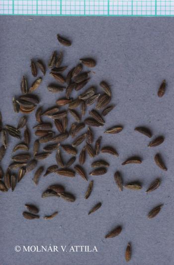 Aegopodium podagraria L. 4.Kép
