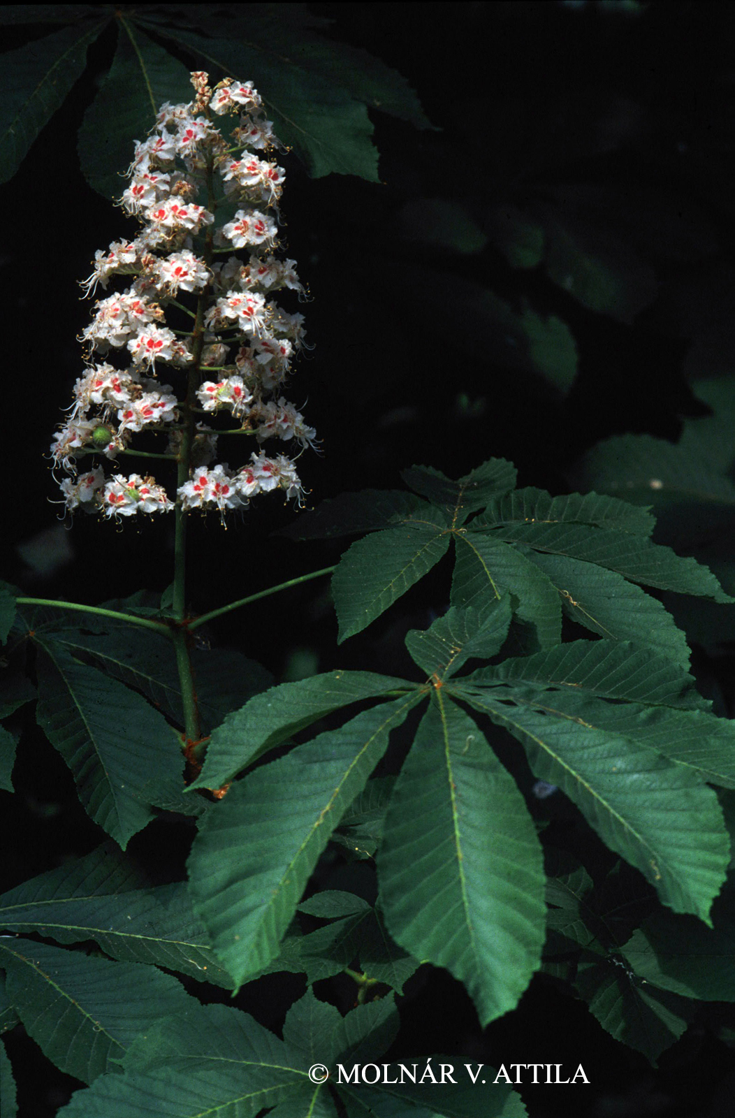 Aesculus hippocastanum L.