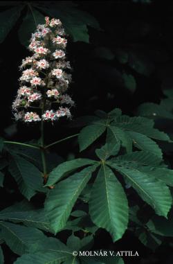 Aesculus hippocastanum L. 1.Kép