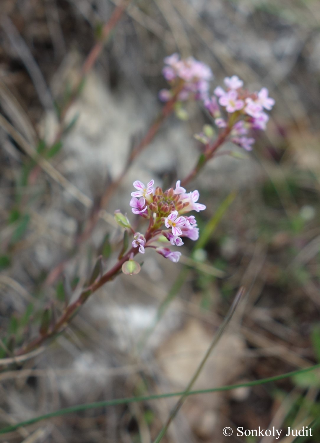 Aethionema saxatile (L.) R. Br.