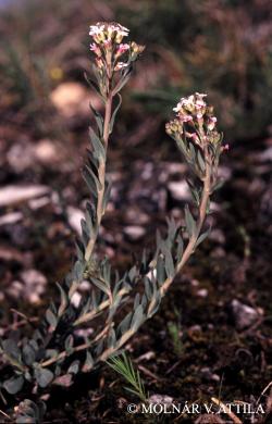 Aethionema saxatile (L.) R. Br. 2.Image
