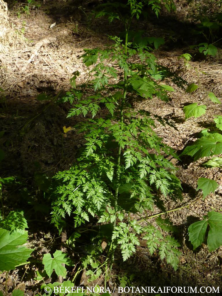Aethusa cynapium L.