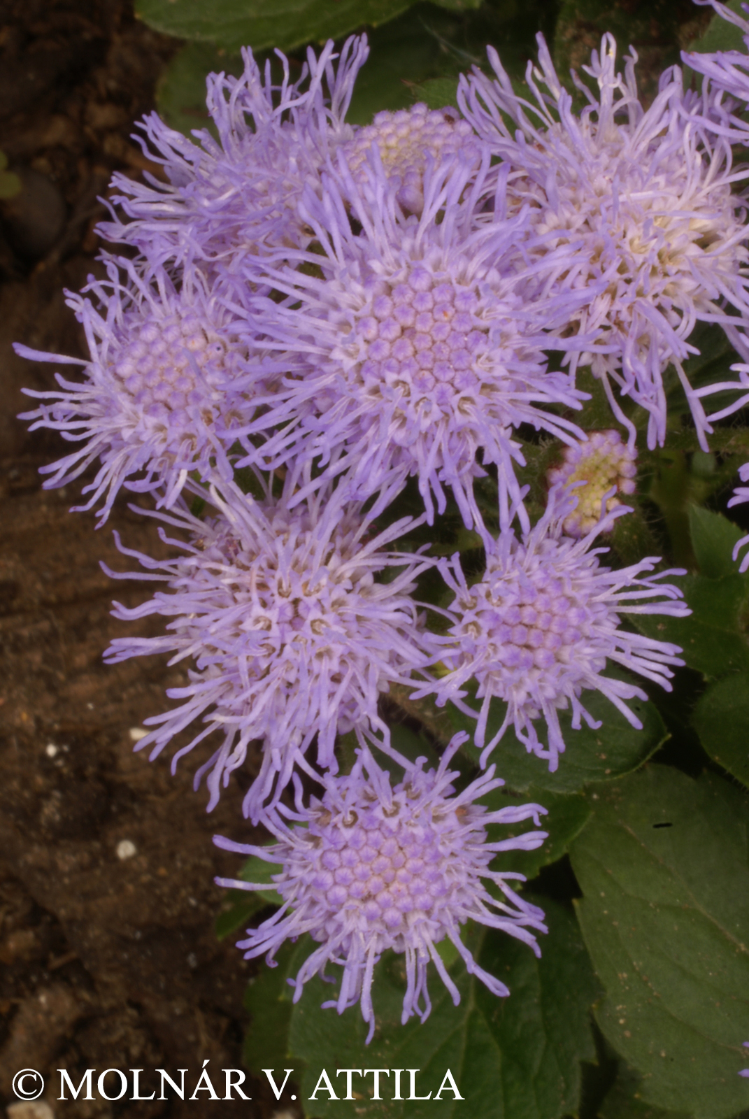 Ageratum houstonianum Mill.