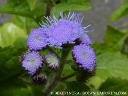 Ageratum houstonianum Mill. 2.Kép