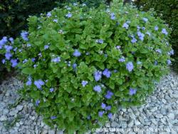 Ageratum houstonianum Mill. 3.Kép