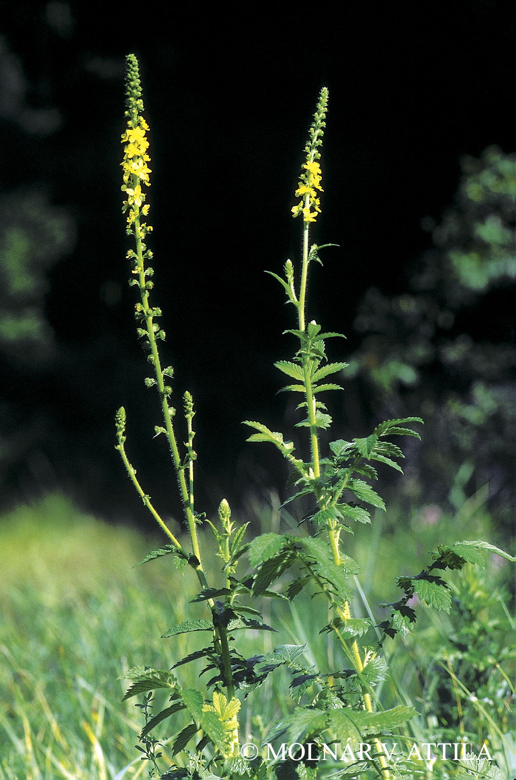 Agrimonia eupatoria L.