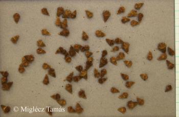 Agrimonia eupatoria L. 2.Image