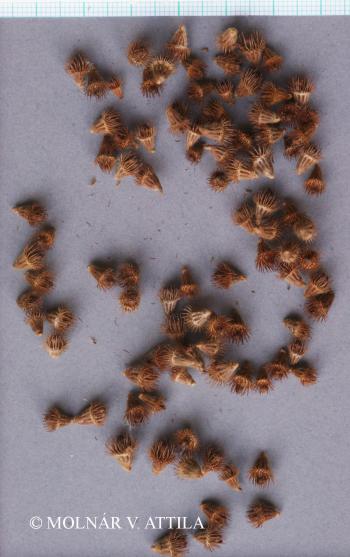 Agrimonia eupatoria L. 3.Image
