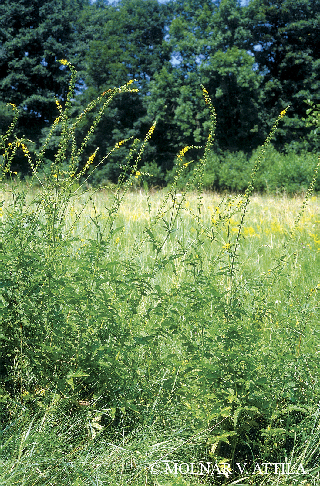 Agrimonia procera Wallr.