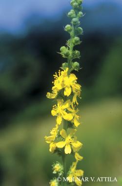 Agrimonia procera Wallr. 2.Image