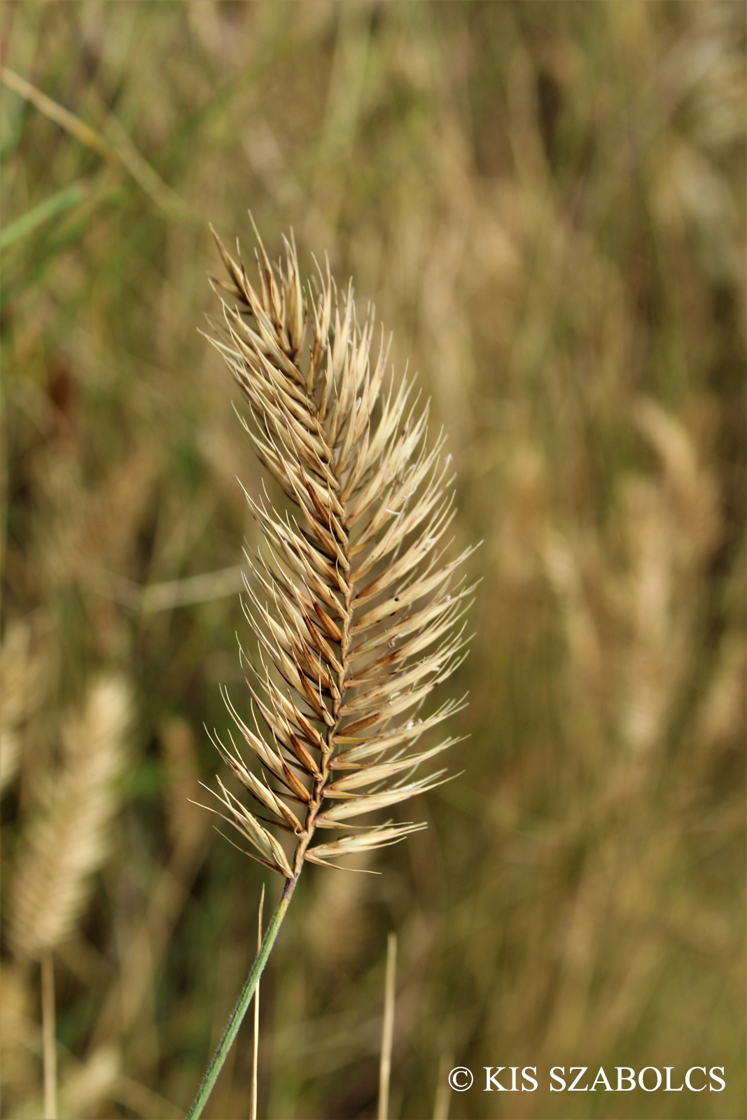 Agropyron cristatum (L.) Gaertn.