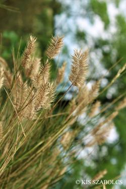 Agropyron cristatum (L.) Gaertn. 2.Image