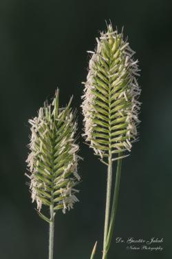 Agropyron cristatum (L.) Gaertn. 3.Image