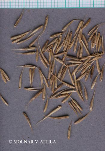 Agropyron cristatum (L.) Gaertn. 4.Image