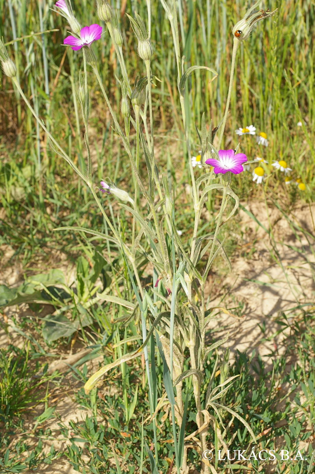 Agrostemma githago L.