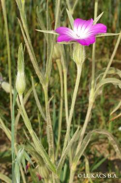 Agrostemma githago L. 2.Kép