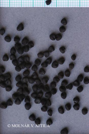 Agrostemma githago L. 3.Kép