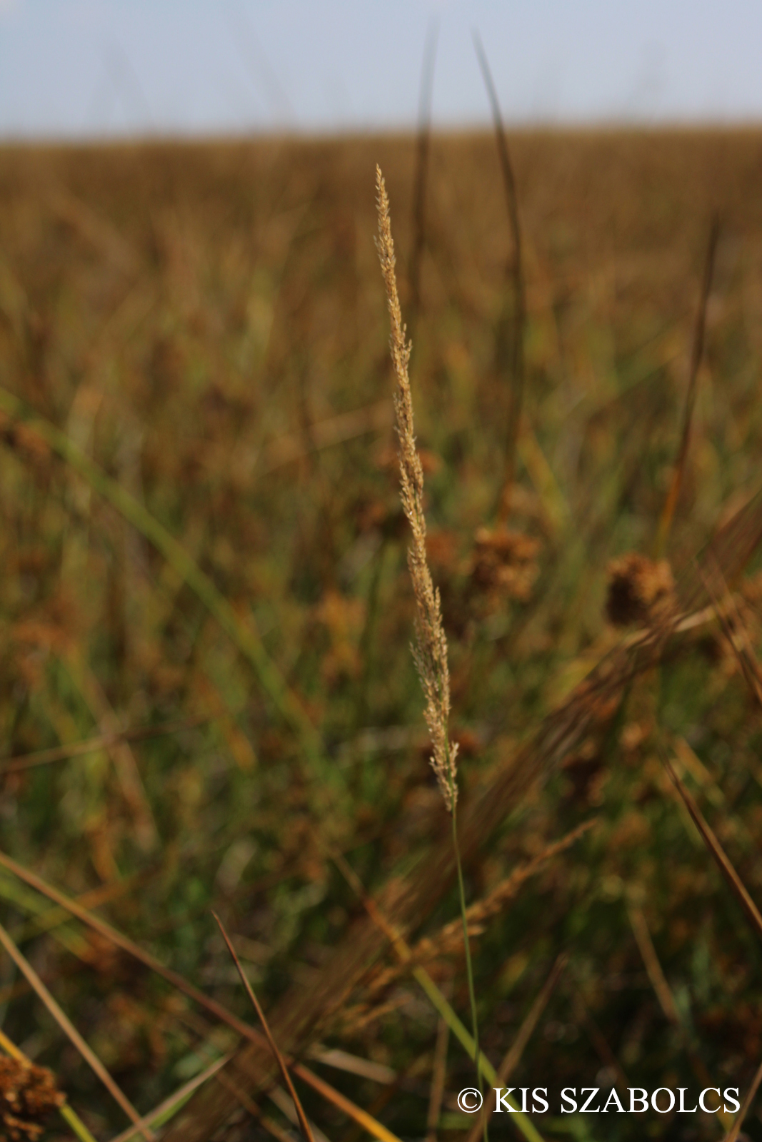 Agrostis stolonifera agg.