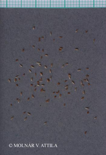 Agrostis stolonifera agg. 2.Image