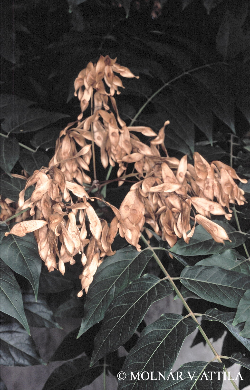 Ailanthus altissima (Mill.) Swingle