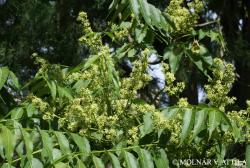 Ailanthus altissima (Mill.) Swingle 2.Image
