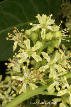 Ailanthus altissima (Mill.) Swingle 3.Image