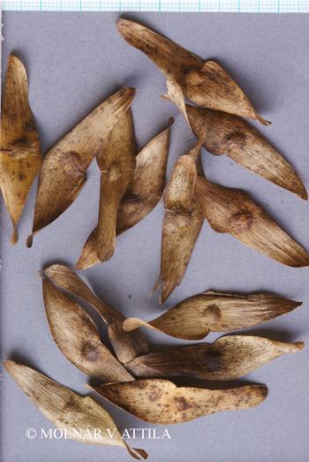 Ailanthus altissima (Mill.) Swingle 4.Image