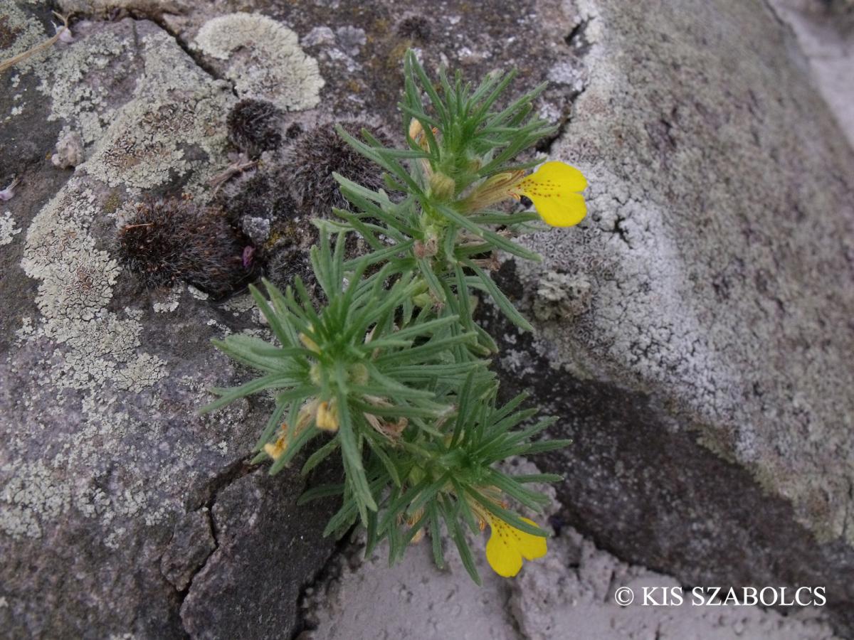 Ajuga chamaepitys (L.) Schreb.