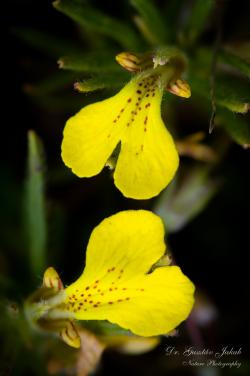Ajuga chamaepitys (L.) Schreb. 2.Image